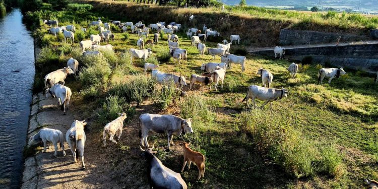 Lo spettacolo della transumanza tra Polla e San Rufo: il “viaggio” di una mandria di bovini