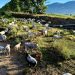 Lo spettacolo della transumanza tra Polla e San Rufo: il “viaggio” di una mandria di bovini