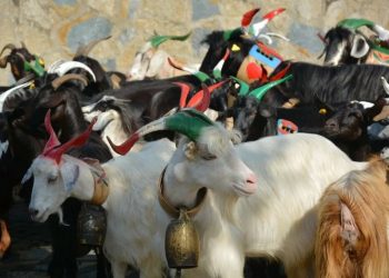San Vito a Ricigliano: ritorna l’antico rito della “Turniata”