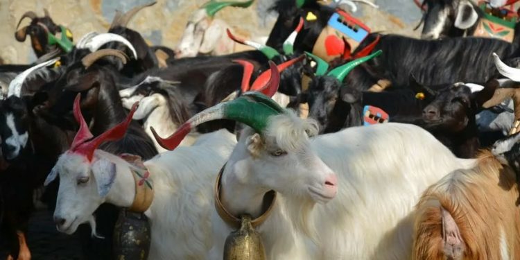 San Vito a Ricigliano: ritorna l’antico rito della “Turniata”