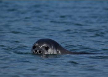 Foca monaca avvistata nell’Area Marina Protetta di Punta Campanella
