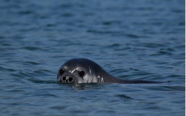 Foca monaca avvistata nell’Area Marina Protetta di Punta Campanella