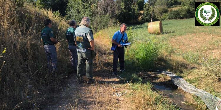 Bracconaggio a Capaccio Paestum: scoperto un sistema illegale per la cattura di cardellini
