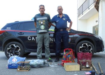 Altri bracconieri di cardellini scoperti e denunciati a Capaccio Paestum