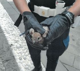 Sant’Arsenio, la Polizia Municipale salva un piccolo falco: affidato al Centro Recupero Animali Selvatici
