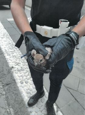 Sant’Arsenio, la Polizia Municipale salva un piccolo falco: affidato al Centro Recupero Animali Selvatici