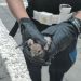 Sant’Arsenio, la Polizia Municipale salva un piccolo falco: affidato al Centro Recupero Animali Selvatici