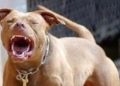 Aggredisce due persone e aizza un pitbull contro di loro. Arrestato 18enne a Potenza