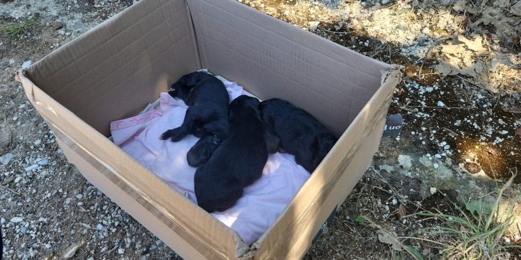Tre cuccioli appena nati chiusi in una busta e abbandonati sulla strada per il Battistero di Padula