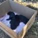 Tre cuccioli appena nati chiusi in una busta e abbandonati sulla strada per il Battistero di Padula