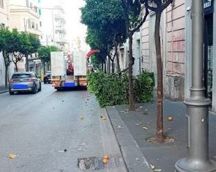 Albero abbattuto in via dei Principati a Salerno: individuato e sanzionato il responsabile. Dovrà ripiantarne uno nuovo