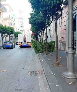Albero abbattuto in via dei Principati a Salerno: individuato e sanzionato il responsabile. Dovrà ripiantarne uno nuovo