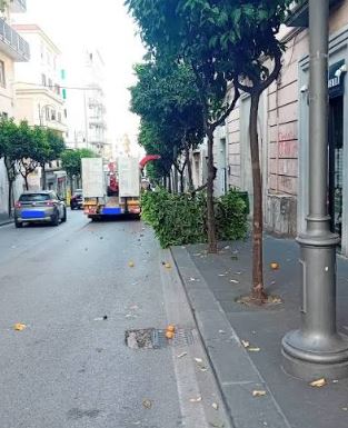 Albero abbattuto in via dei Principati a Salerno: individuato e sanzionato il responsabile. Dovrà ripiantarne uno nuovo