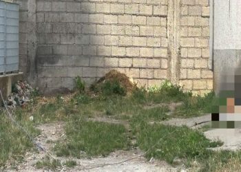 Segnalato un cane tenuto alla catena: esposto della Guardia Agroforestale Italiana alle autorità