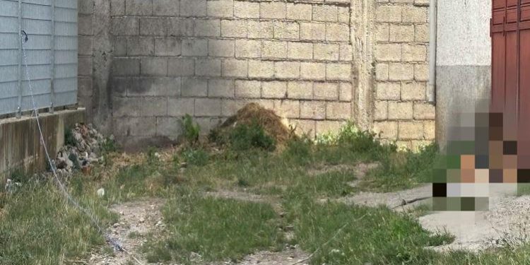 Segnalato un cane tenuto alla catena: esposto della Guardia Agroforestale Italiana alle autorità