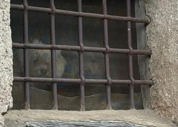 Cani rinchiusi in una vecchia casa a Casalbuono: scatta la segnalazione della Guardia Agroforestale Italiana