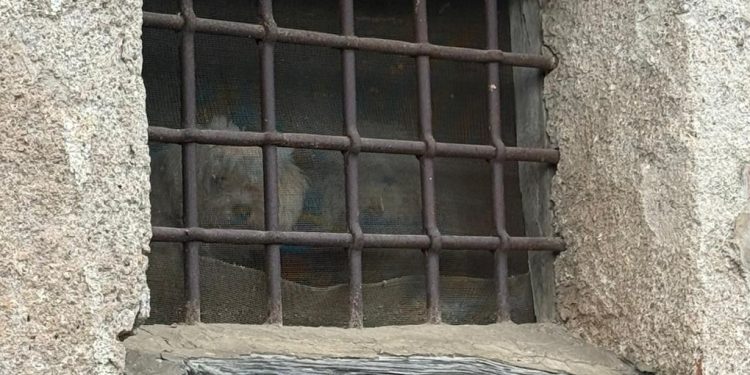 Cani rinchiusi in una vecchia casa a Casalbuono: scatta la segnalazione della Guardia Agroforestale Italiana