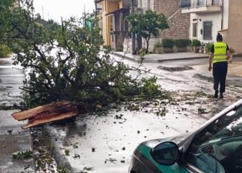 Pioggia, vento e e grandinate sul Vallo di Diano, albero cade sulla carreggiata a Pantano di Teggiano