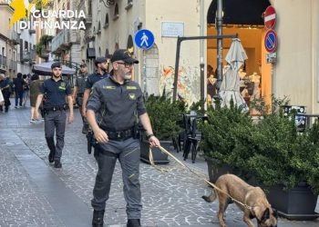 Controlli antidroga nel potentino: la Finanza sequestra hashish e marijuana