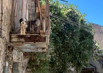 Controlli sulla tutela degli animali a Sala Consilina: le segnalazioni della Guardia Agroforestale Italiana
