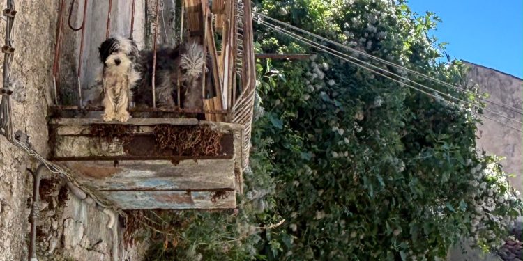 Controlli sulla tutela degli animali a Sala Consilina: le segnalazioni della Guardia Agroforestale Italiana