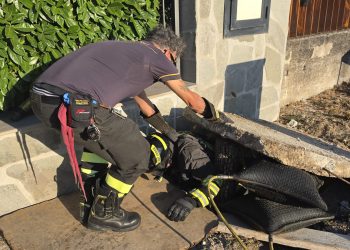 Gattino “sotterrato” durante i lavori edili, salvato a Polla