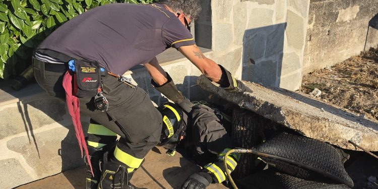 Gattino “sotterrato” durante i lavori edili, salvato a Polla