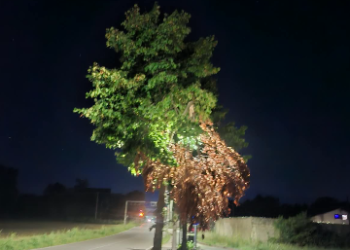 A Padula rami secchi lungo il percorso pedonale. Chiesti interventi
