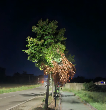 A Padula rami secchi lungo il percorso pedonale. Chiesti interventi