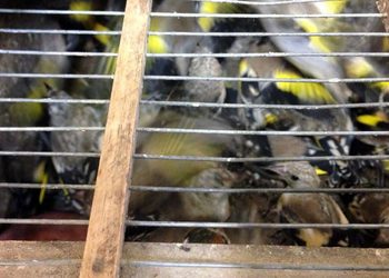 A Salerno denunciato un uomo per la detenzione di 30 esemplari di avifauna protetta