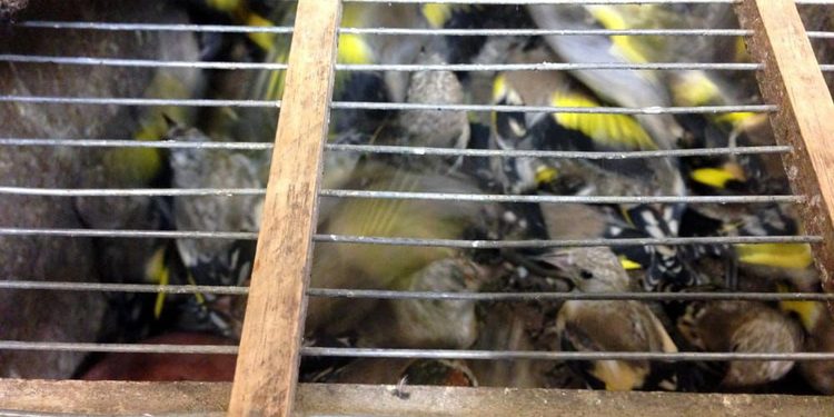 A Salerno denunciato un uomo per la detenzione di 30 esemplari di avifauna protetta