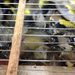 A Salerno denunciato un uomo per la detenzione di 30 esemplari di avifauna protetta