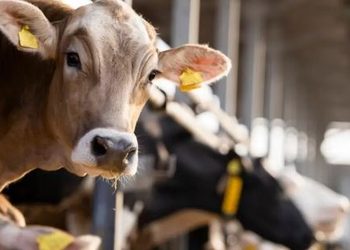 Virus Shamonda in Campania, rassicurazioni dalla Regione: “nessun rischio per l’uomo e situazione sotto controllo negli allevamenti”