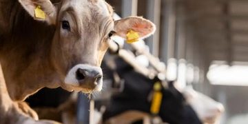 Virus Shamonda in Campania, rassicurazioni dalla Regione: “nessun rischio per l’uomo e situazione sotto controllo negli allevamenti”