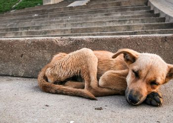 Anche quest’anno il “Progetto Buddy” tra gli eventi del World Animal Day