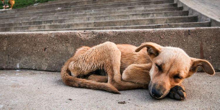 Anche quest’anno il “Progetto Buddy” tra gli eventi del World Animal Day