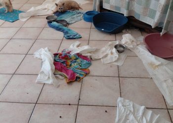 Custodiscono 41 cani con gravi carenze igienico sanitarie: denunciate mamma e figlia a Salerno