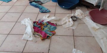 Custodiscono 41 cani con gravi carenze igienico sanitarie: denunciate mamma e figlia a Salerno