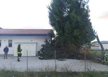 Albero cade davanti a una casa a Sala Consilina per il forte vento. Intervento dei vigili del fuoco