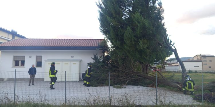 Albero cade davanti a una casa a Sala Consilina per il forte vento. Intervento dei vigili del fuoco