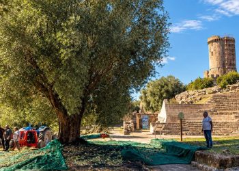 Dagli ulivi del Parco Archeologico di Velia nasce l’olio extravergine Oulios