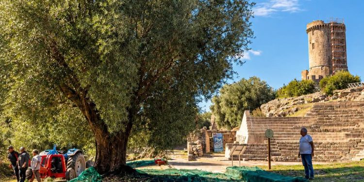 Dagli ulivi del Parco Archeologico di Velia nasce l’olio extravergine Oulios