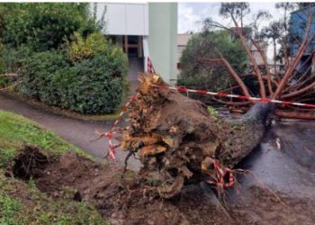 Albero crollato nel campus di Fisciano: tre persone rischiano il processo